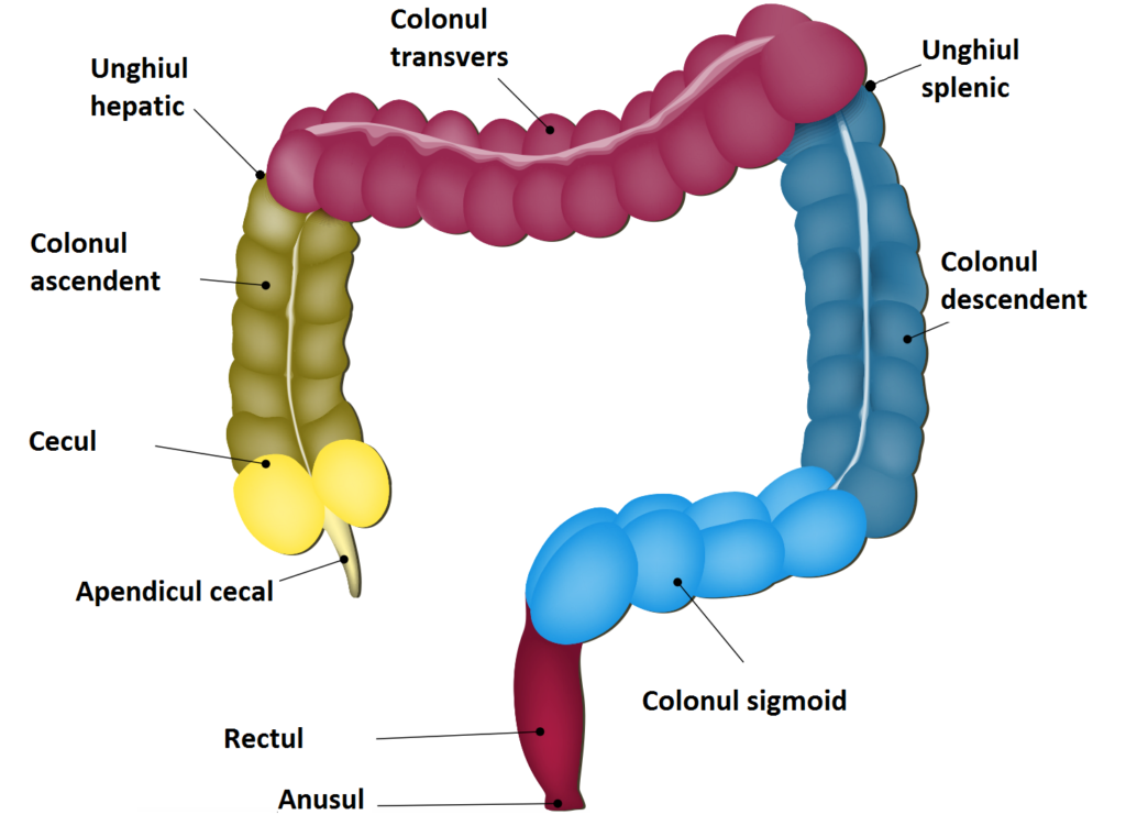 Anatomia colonului